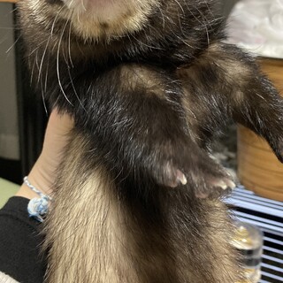 フェレット 2022/5/20産まれの男の子です