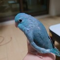 マメルリハの新しい飼い主さんを募集します