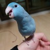マメルリハの新しい飼い主さんを募集します サムネイル2