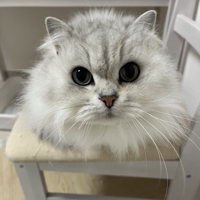 しるぱんのカバー写真