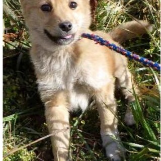 4.5ヶ月の野犬のこです