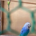 セキセイインコ 3羽   