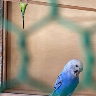 セキセイインコ 3羽   