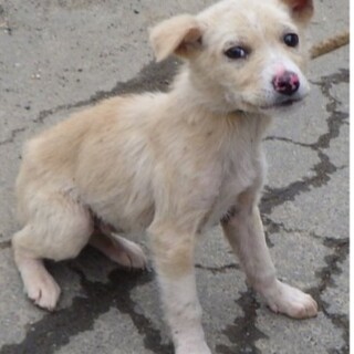 野犬のこ3きょうだいでした。