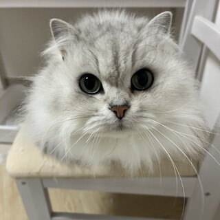 綺麗な毛並みのイケメンくんです！