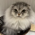 かわいいスコティッシュフォールドちゃんです！