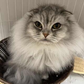 かわいいスコティッシュフォールドちゃんです！