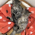 生後約2ヶ月の子猫2匹いっしょに。