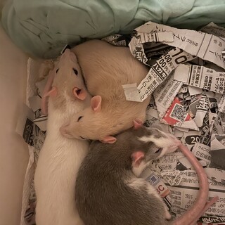 ファンシーラット ♀3匹生後2ヶ月【交渉】