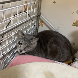 かわいいグレーの女の子★メイちゃん3歳