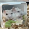 【12/19〜】ハムスターの赤ちゃん譲ります サムネイル6