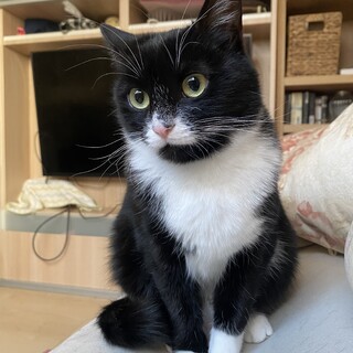 元気でやんちゃな白黒女子　マノンちゃん