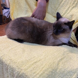 急募‼︎飼い主亡くなりました。優しい家族募集中