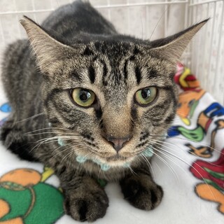 抱っこ大好き☆胃袋は底なしのキジトラのよもぎ君❣️