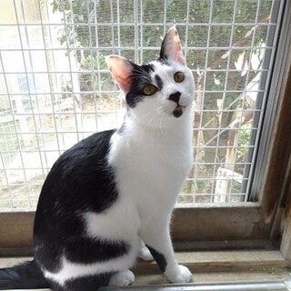 【動画】超ゴロスリ♡ 人馴れ抜群な男の子