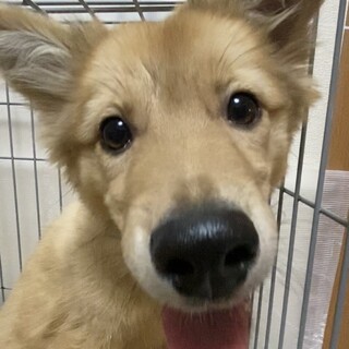 モフモフ毛並み  アーロンくん♂