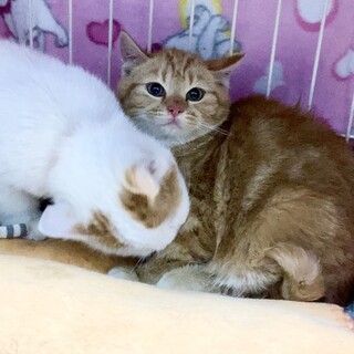 珍しい茶トラの女の子3ヶ月のアメショー風