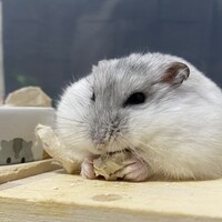 わたお