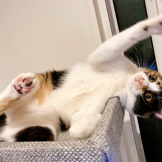 3/5西千葉ෆ⃛元気いっぱいෆ⃛ミケ子ちゃん