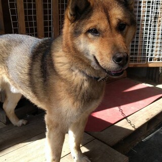 ２０キロ弱の中型犬 7才