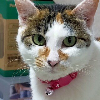 里親募集（とても利口な三毛猫）