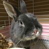 保護うさぎ(師走っこ)ラウくん