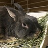 保護うさぎ(師走っこ)ラウくん サムネイル3