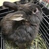 保護うさぎ(師走っこ)ラウくん サムネイル4