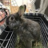保護うさぎ(師走っこ)ラウくん サムネイル5