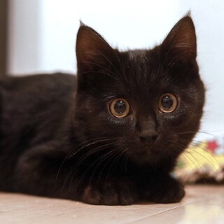 まんまる顔が可愛い保護猫♡♂くろ君