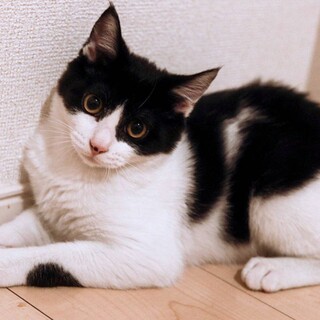 臆病な男の子♡保護猫♂かわいいシロクロ君