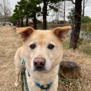 困り顔だけど困ってないよ！【神楽】くん