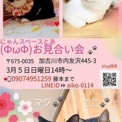 にゃんスペースとあ　ねこのお見合い会
