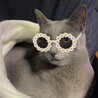 にゃんこのホーム