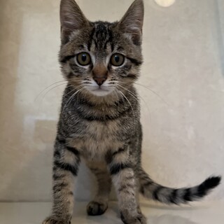 キジトラ子猫ちゃんの里親様募集中！