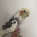 オカメインコ　多分オス　パイド　2歳