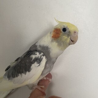 オカメインコ　多分オス　パイド　2歳
