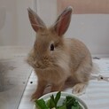 師走っこ　みかちゃん