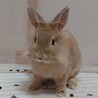 師走っこ　みかちゃん サムネイル2