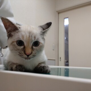 シャム系女子★ゆきみ★少しシャイな甘えたさん