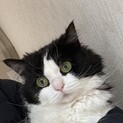 甘えんぼうで賢いスコティッシュ×ラグドール