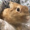 保護うさぎ(師走っこ)チャンくん サムネイル6