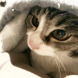 アメショとハーフ？大きな瞳のレア柄ちゃん