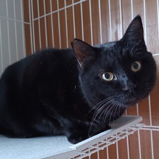 2/19譲渡会！巨猫ノネコ横綱くん。