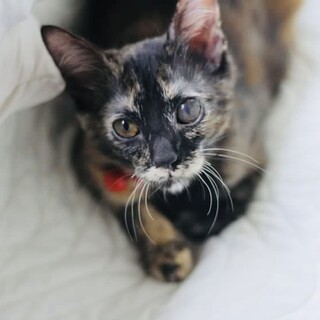 【スリゴロおてんばでｶﾜｲｲ】サビ子猫の風子ちゃん