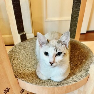 【白血病キャリアより陰転】シャム系のホワイちゃん