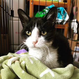 たくさん撫でて甘えさせて下さい！