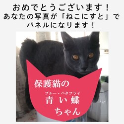 ねこにすと５９　有楽町マルイ