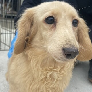 小さめダックス女の子