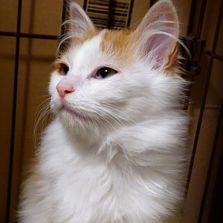 【トライアル決定】人慣れ抜群！